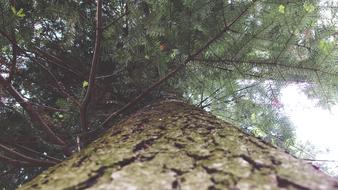 Bark Forest Nature