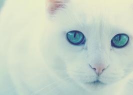 white Cat Green Eyes