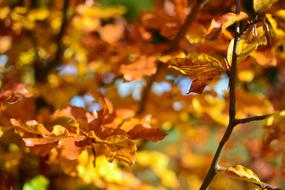 Autumn Fall Foliage macro blur