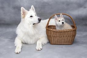 Cute and beautiful, white and brown dogs and wicker basket