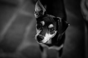 black and white photo of a black little dog
