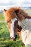 gorgeous Blur horse