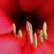 Flower Amarilys Pistil