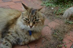 Cat lays on its side on pavement