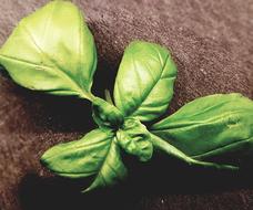 Fresh Basil Healthy