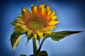 Sunflower Plant Flower Yellow