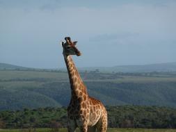 giraffe on a background of green valley in Kenya