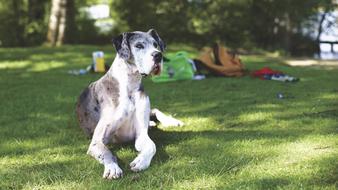 gorgeous Dog Domestic