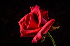Rose Floribunda Bloom macro