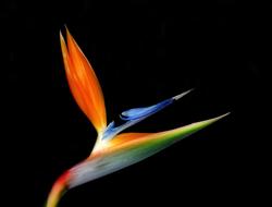 Bird Of Paradise Flower Bloom