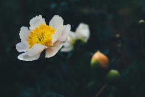 white and yellow Blossom Flora