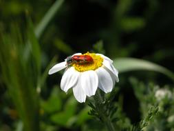 red beetle on the daisy