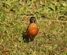 Animal Beak Bird on grass