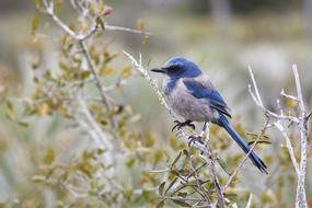 perched Florida Scrub Jay