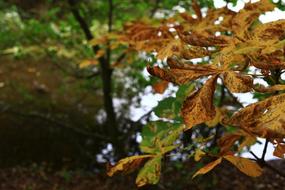 Leaves October Yellow