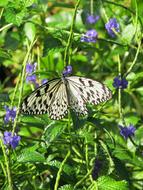 black and white butterfly on a cornflower field