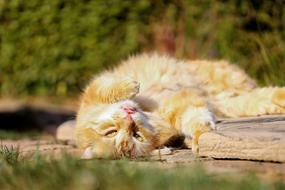 red-white kitten is resting in the sun