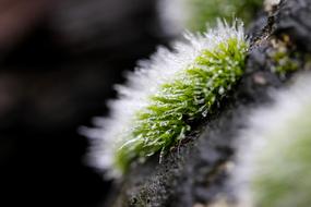 Moss Cushions Plant