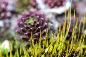 Moss Flower Stonecrop