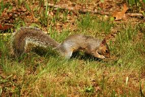 squirrel on the grass in autumn