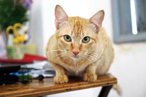 sweet domestic red cat