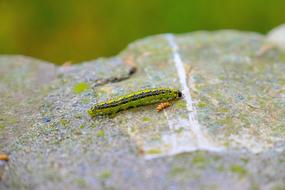 enchanting Caterpillar Insect