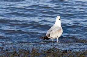 white seagull stands in water at beach