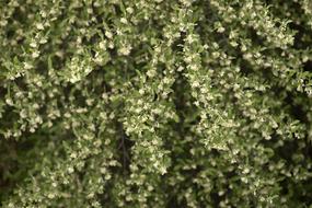 Background Bloom green