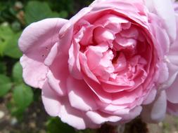 rose petals, rose in the garden