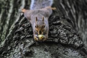 wild Animal Squirrel at Nature