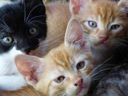 closeup photo of the faces of multi-colored kittens