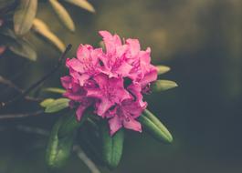 Bloom Blossom Flora