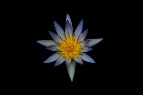 Bloom Blossom Flora