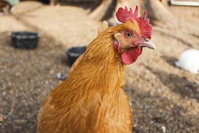 macro photo of a beautiful rooster in the paddock