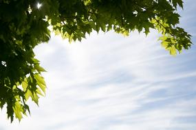 Clouds Leaves Nature
