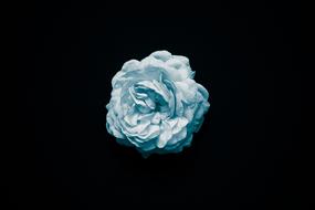 Bloom Blossom Flora
