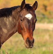 Portrait of the cute, colorful and beautiful horse, among the colorful plants