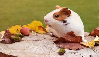 Cute, colorful and beautiful Guinea pig on the wood, with the colorful leaves and fruits, near the green grass