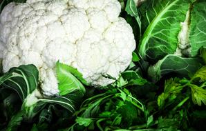white cabbage in the garden