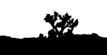 joshua tree desert landscape black