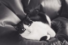 kitten in black and white background