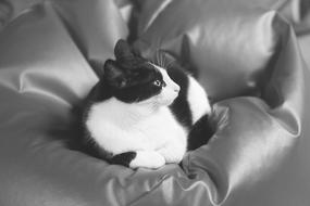 black and white cat lying on a soft sofa