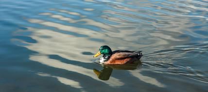 Duck Lake Nature