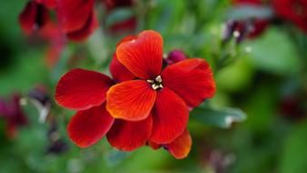 Beautiful Blooming Blossom