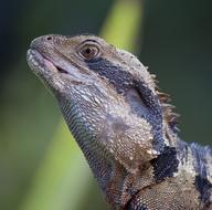 charming Animal Lizard