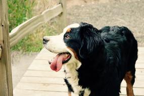 Close-Up Dog