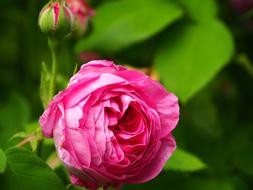 Bloom Blossom Bud