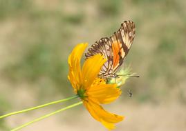 Butterfly Nature