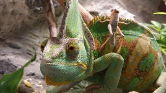 Chameleon with high comb and young grasshopper on side