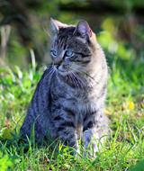 Cute, colorful and beautiful, striped cat on the green grass in the garden